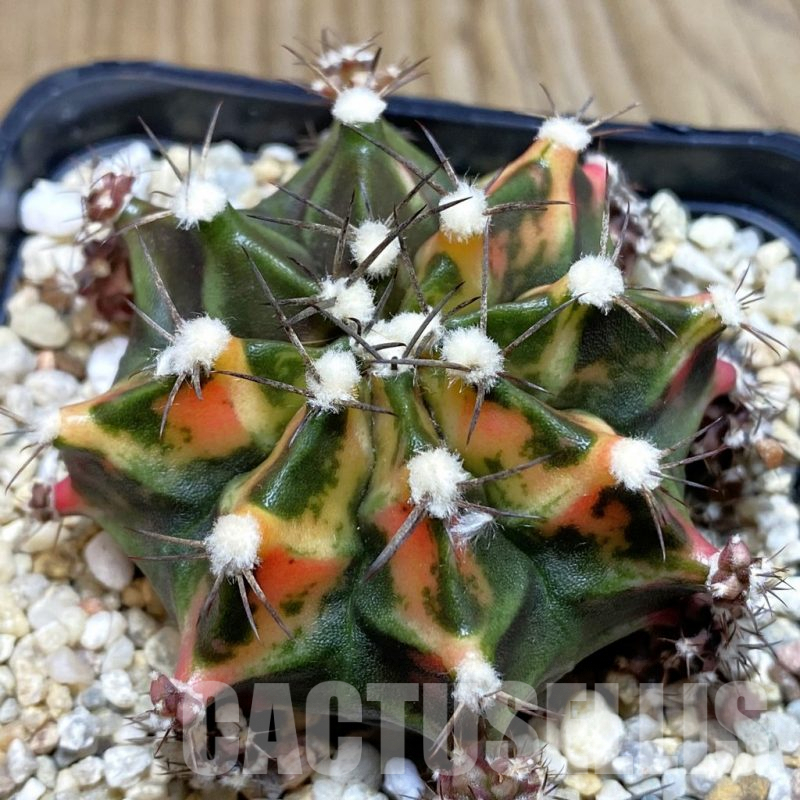 SH3838 Gymnocalycium mihanovichii f. variegata, seedling
