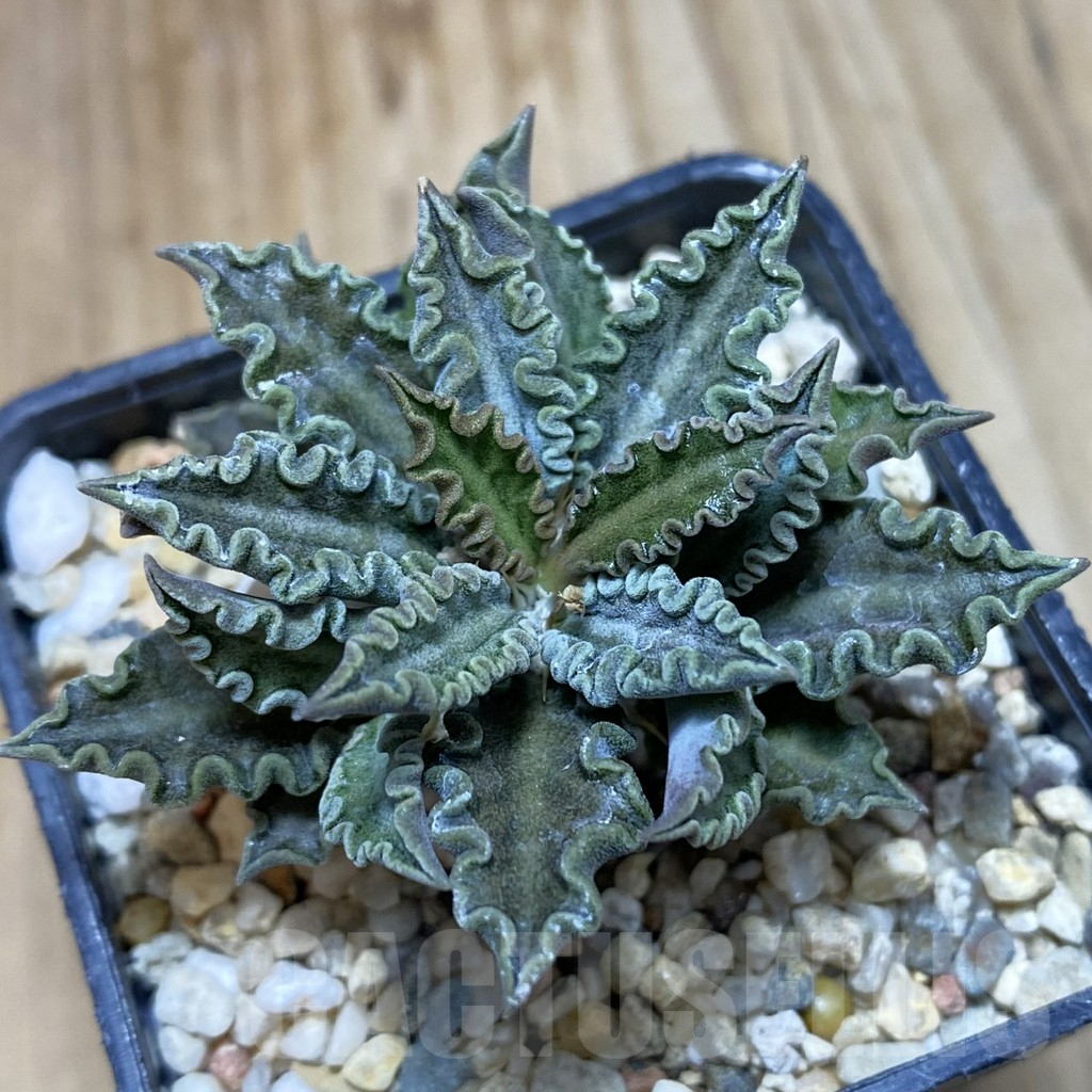 SH3797 Euphorbia tulearensis