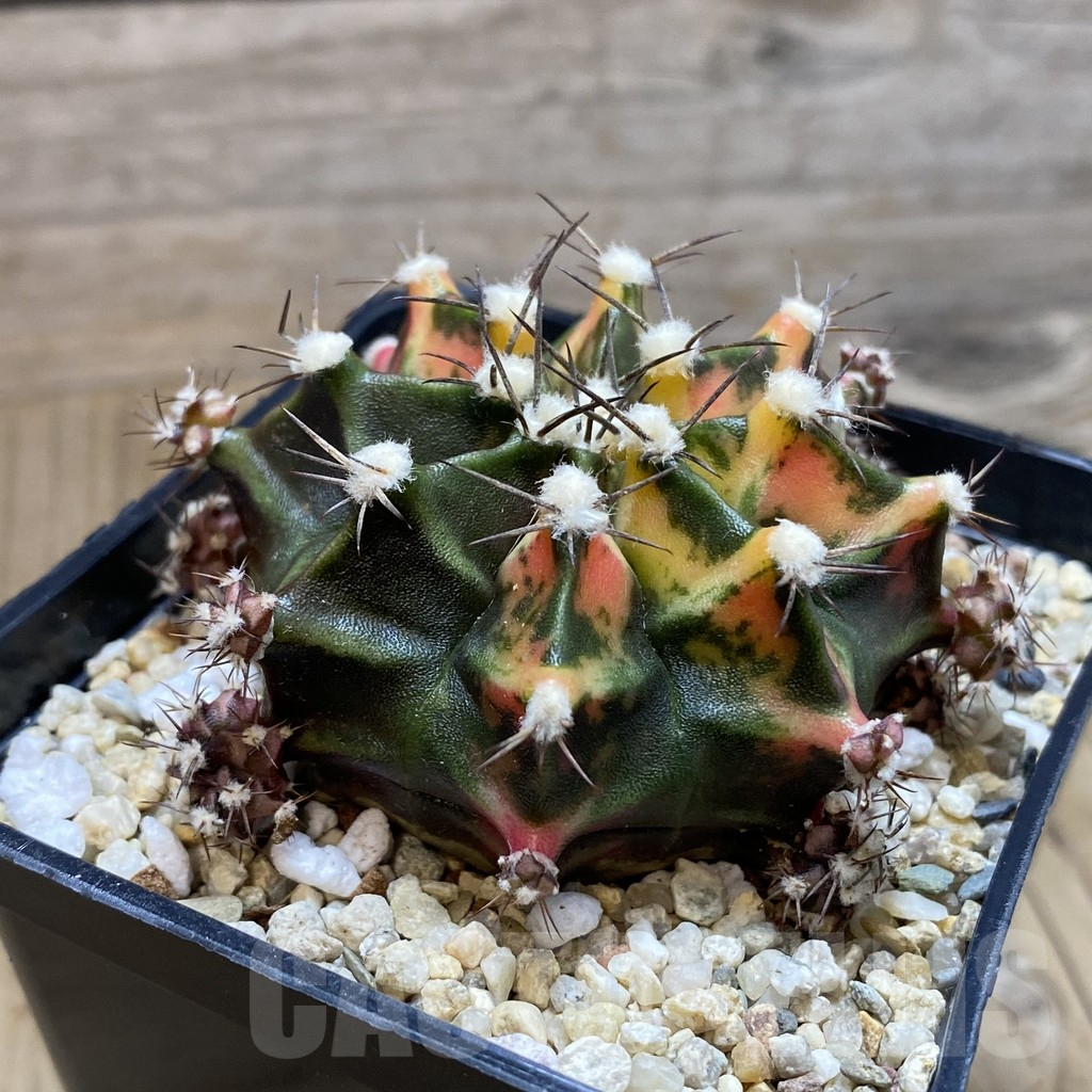SH3838 Gymnocalycium mihanovichii f. variegata, seedling - immagine 2