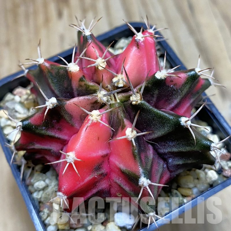 SH3839 Gymnocalycium mihanovichii f. variegata, seedling