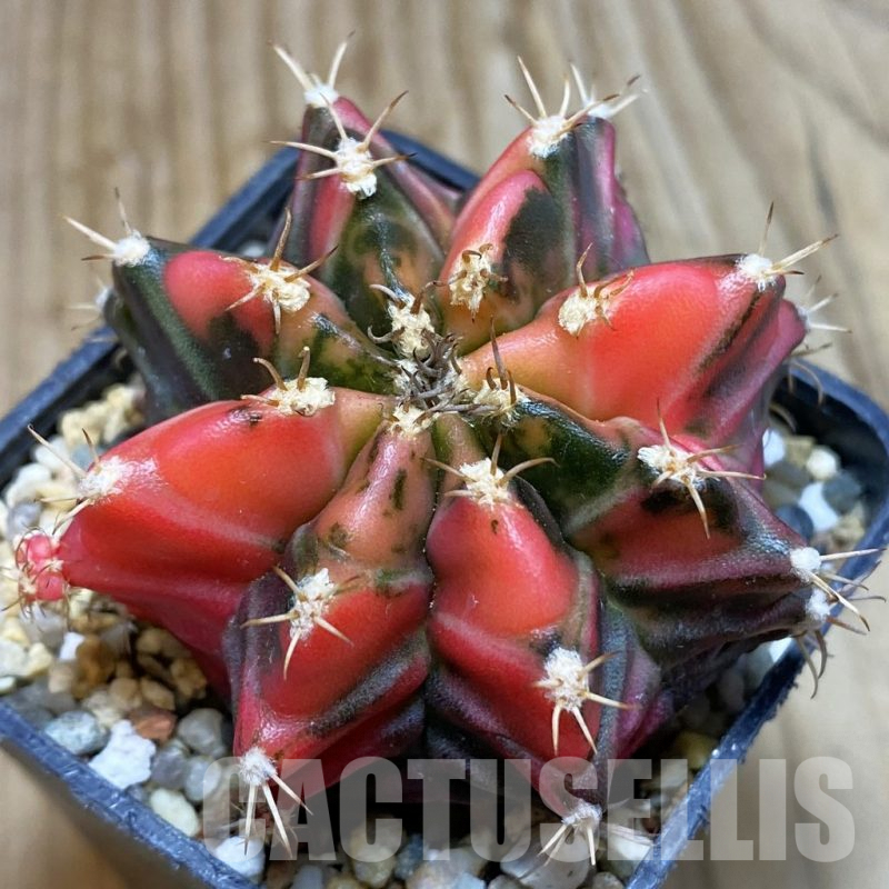 SH3840 Gymnocalycium mihanovichii f. variegata, seedling