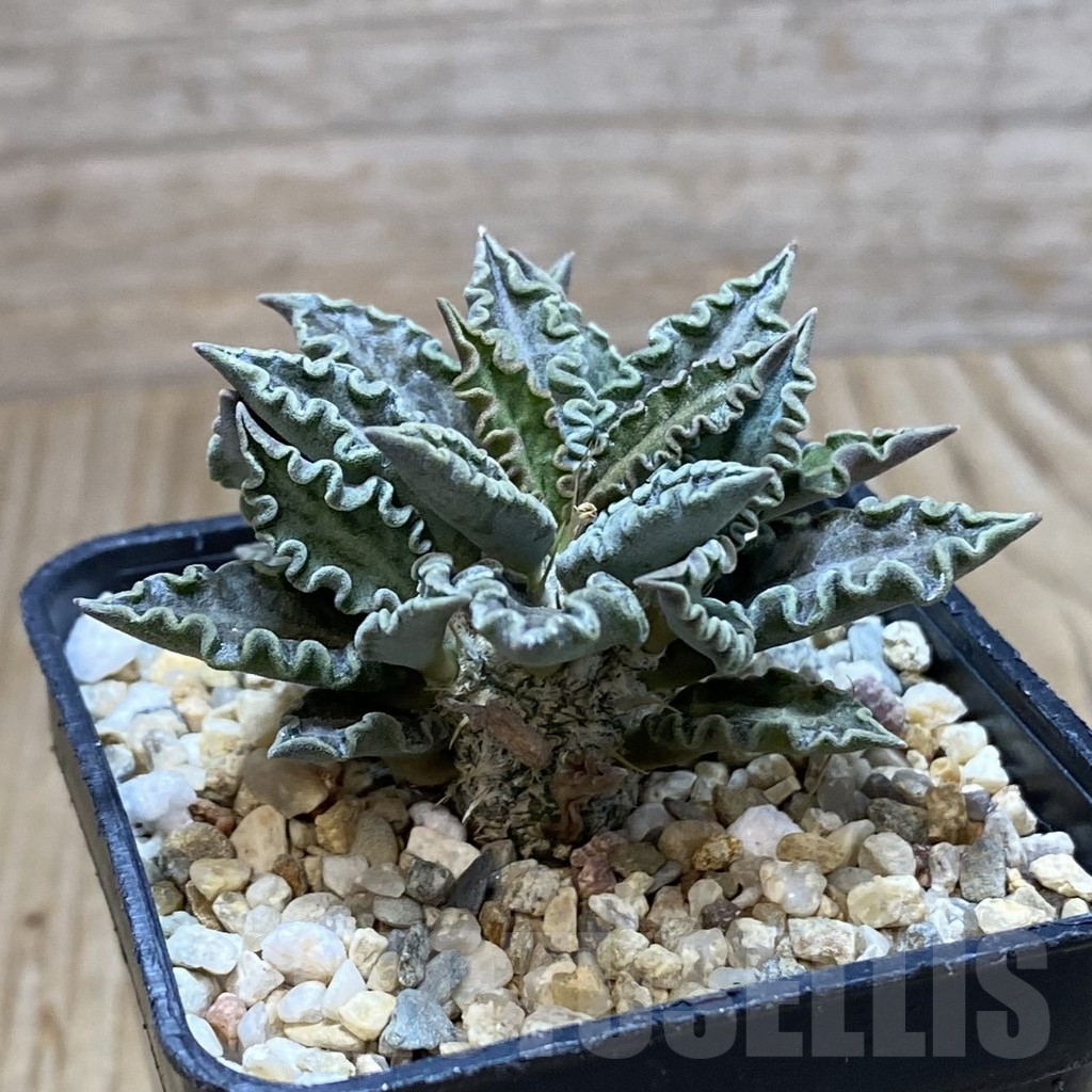 SH3797 Euphorbia tulearensis - Image 2