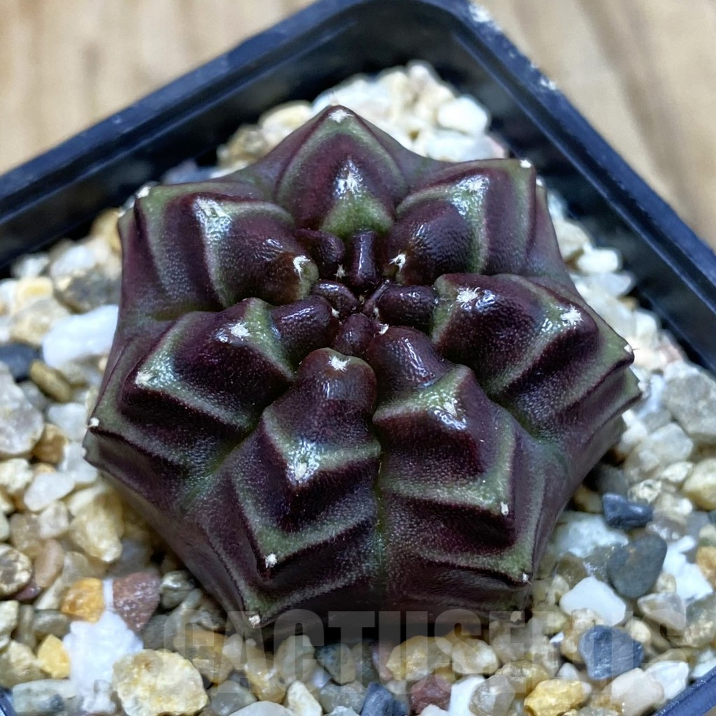 SH3843 Gymnocalycium mihanovichii ‘Nana’ x ‘Day Dream’, seedling