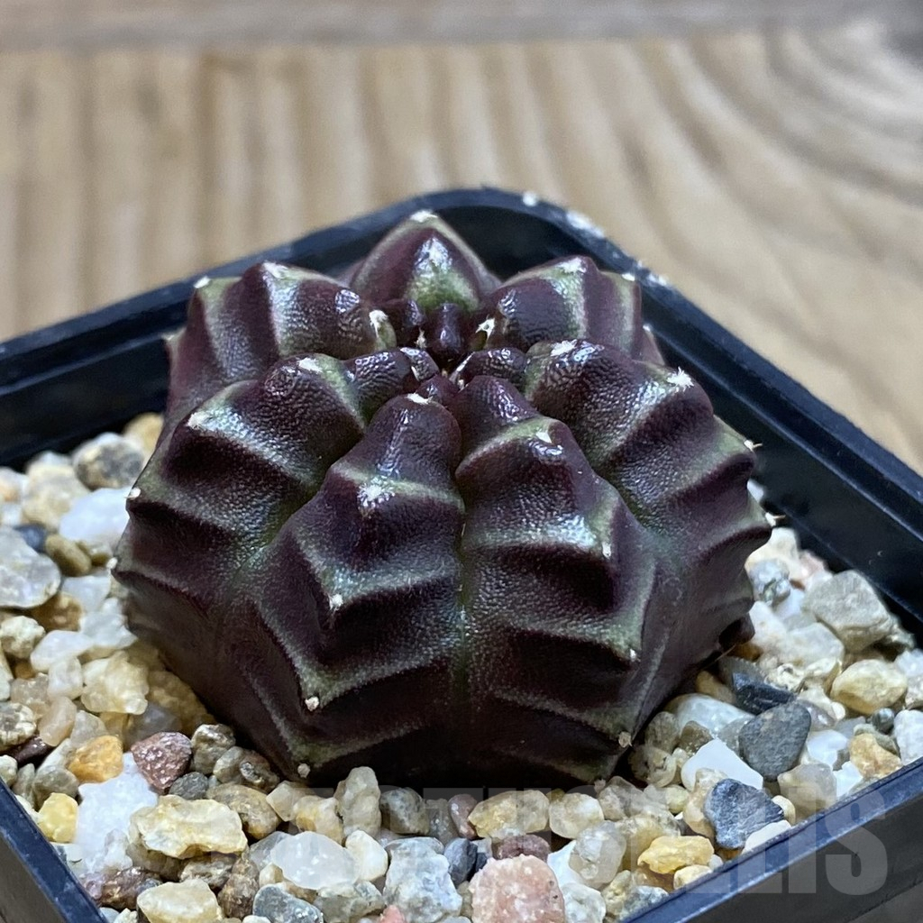 SH3843 Gymnocalycium mihanovichii ‘Nana’ x ‘Day Dream’, seedling - Image 2