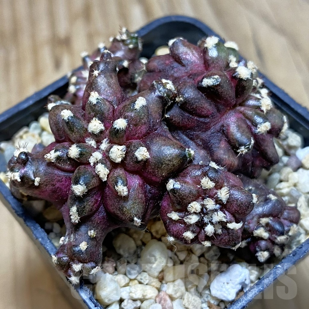 SH3845 Gymnocalycium mihanovichii ‘T-Lux’ hybrid, seedling