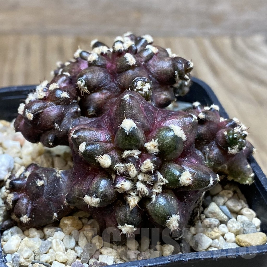 SH3845 Gymnocalycium mihanovichii ‘T-Lux’ hybrid, seedling - 画像 (2)