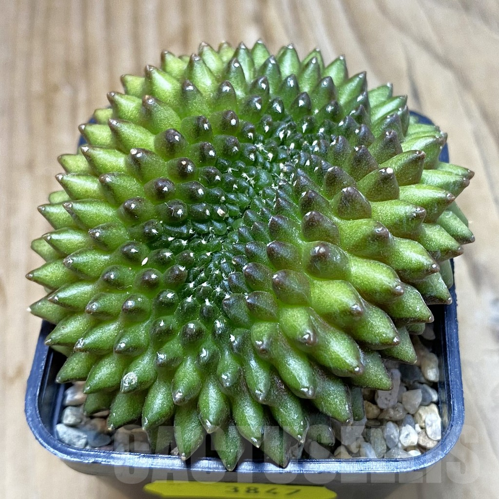 SH3847 Gymnocalycium mihanovichii ‘inermis’ f. cristata