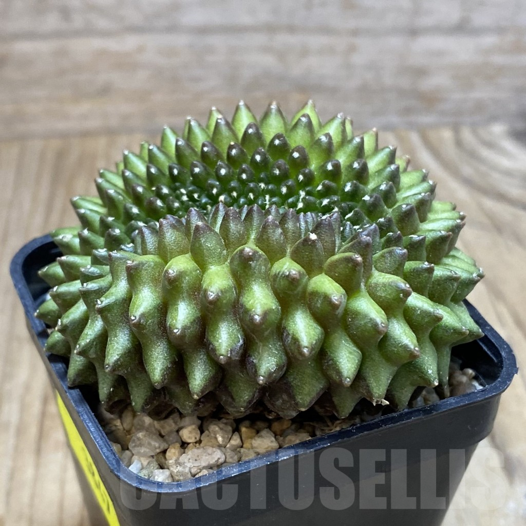 SH3847 Gymnocalycium mihanovichii ‘inermis’ f. cristata - Image 2