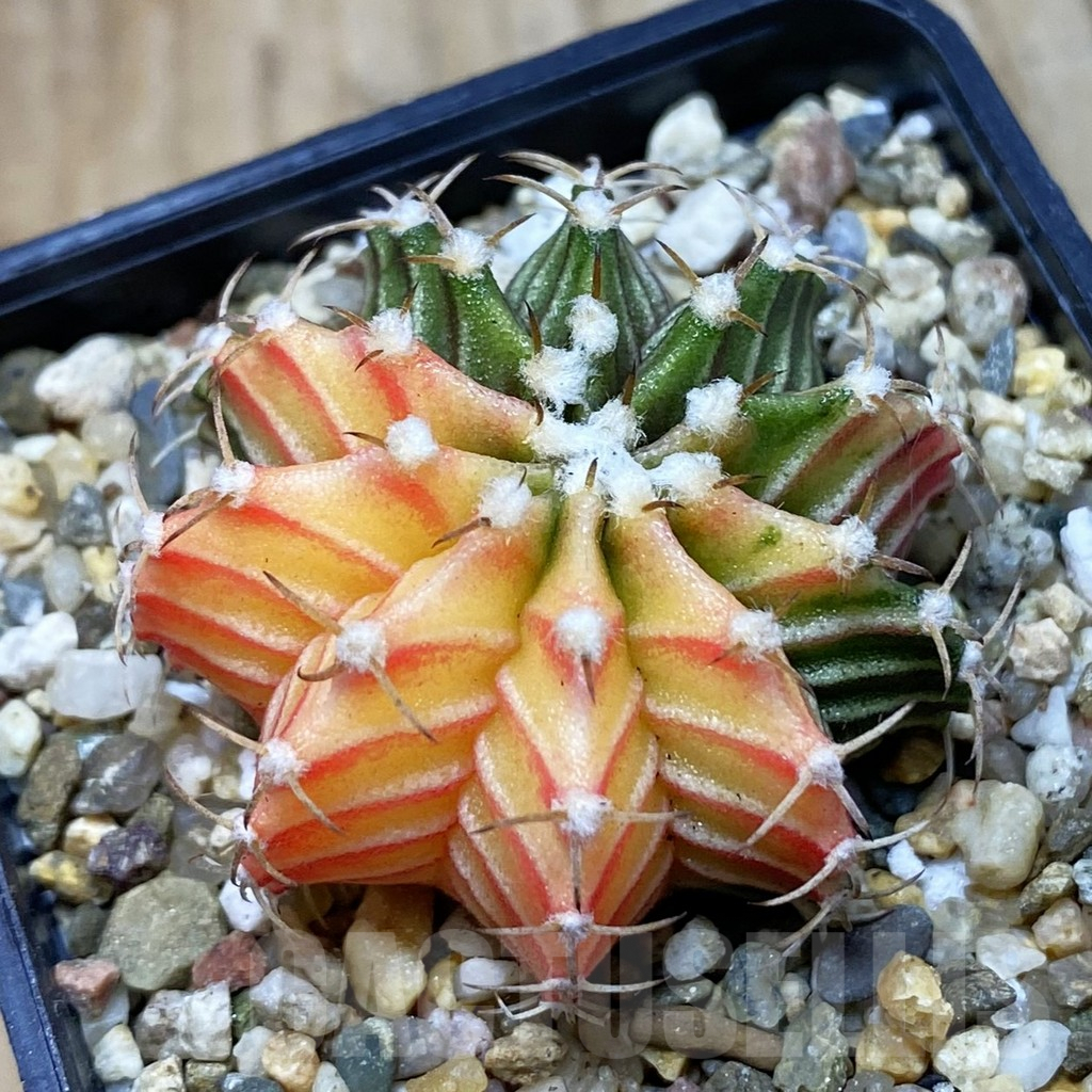SH3848 Gymnocalycium friedrichii f. variegata, seedling