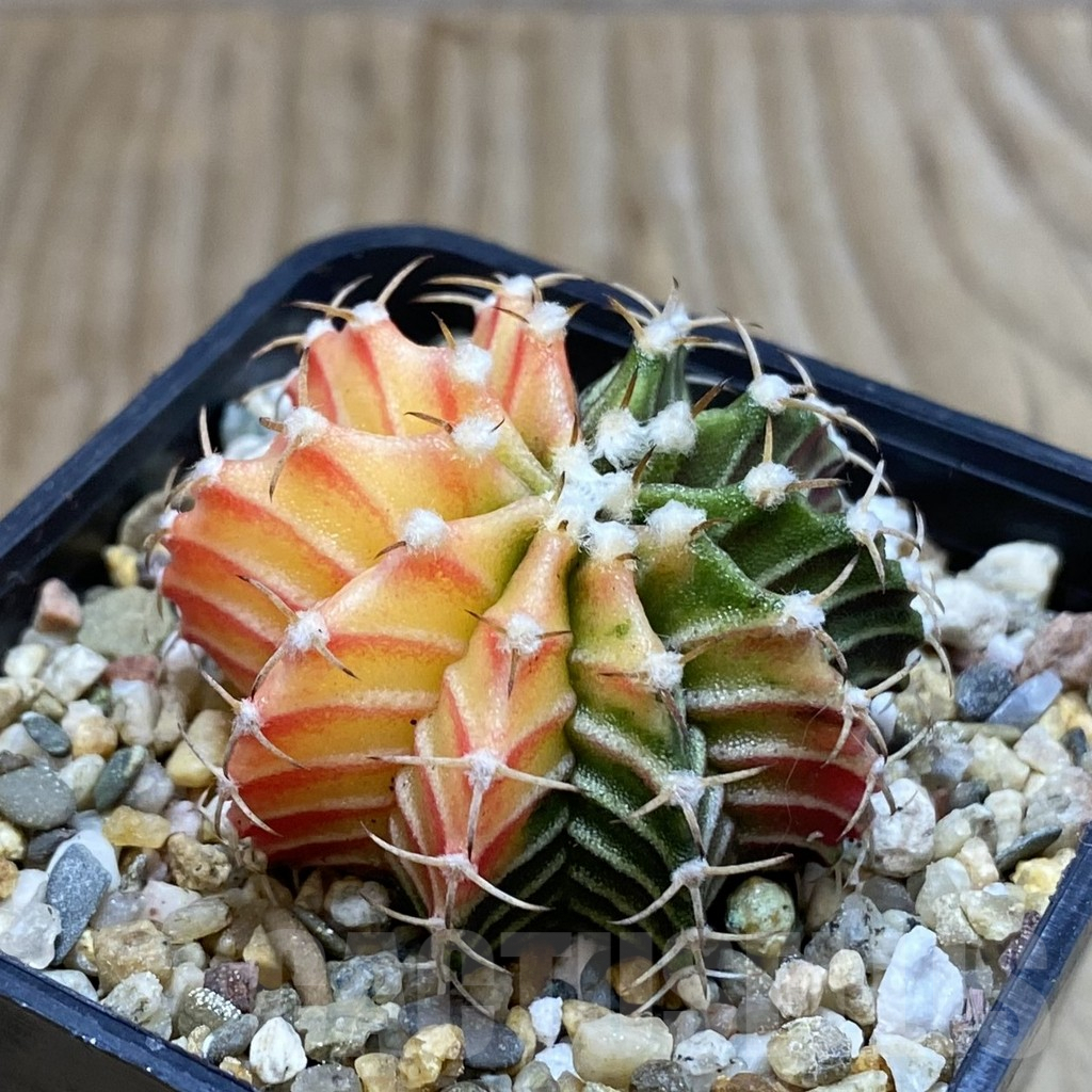 SH3848 Gymnocalycium friedrichii f. variegata, seedling - Image 2