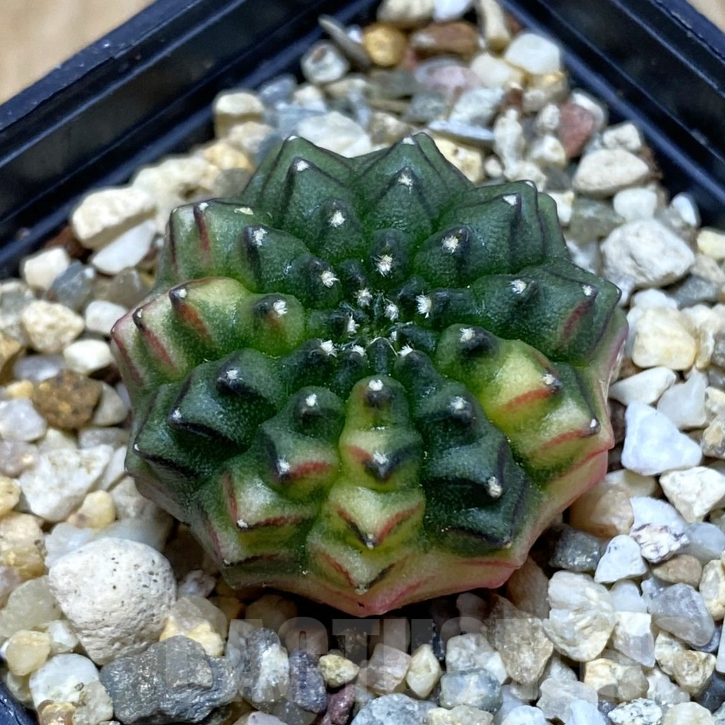 SH3850 Gymnocalycium mihanovichii ‘inermis’ f. variegata, seedling
