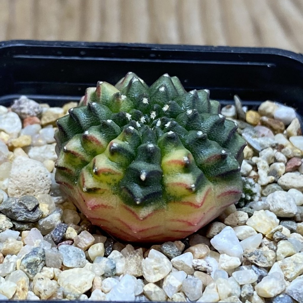 SH3850 Gymnocalycium mihanovichii ‘inermis’ f. variegata, seedling - immagine 2