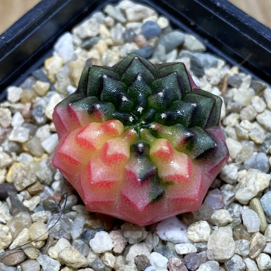 SH3851 Gymnocalycium mihanovichii ‘inermis’ f. variegata, seedling
