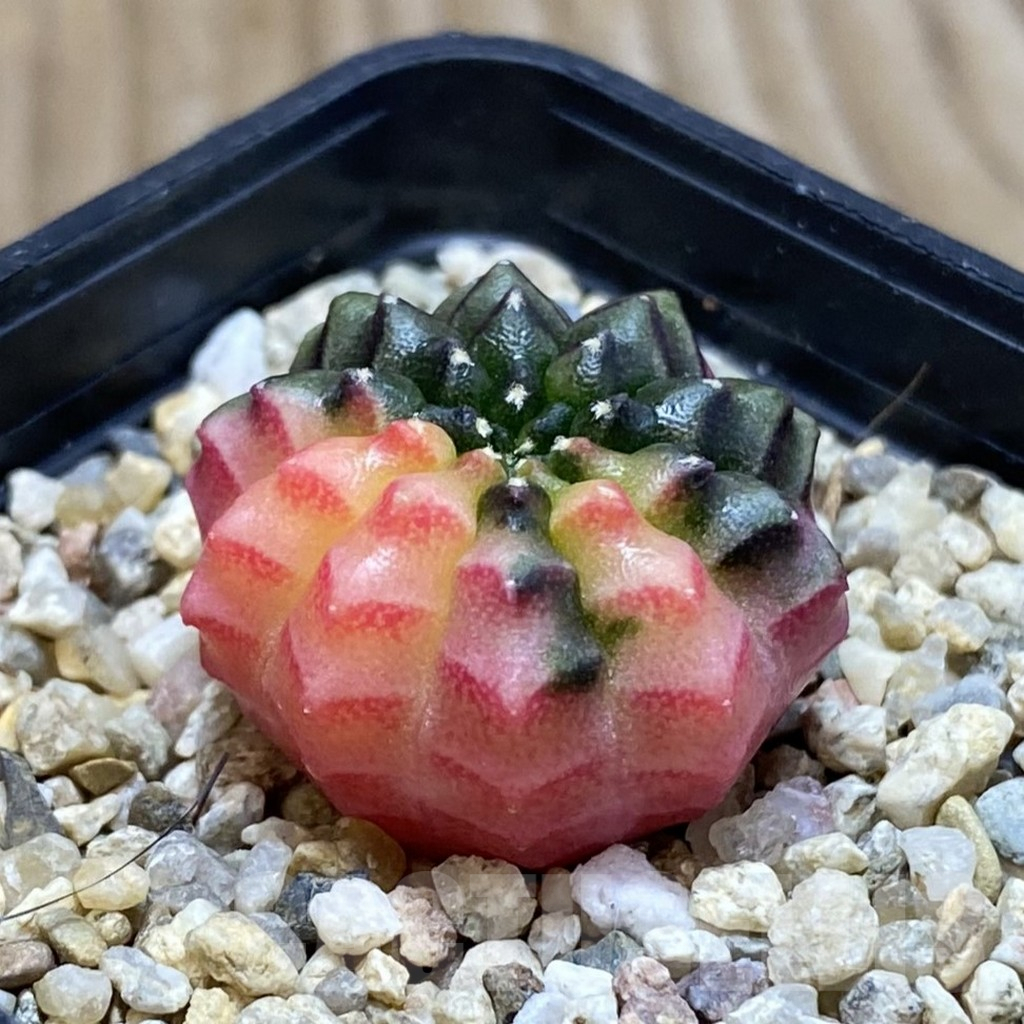 SH3851 Gymnocalycium mihanovichii ‘inermis’ f. variegata, seedling - Image 2
