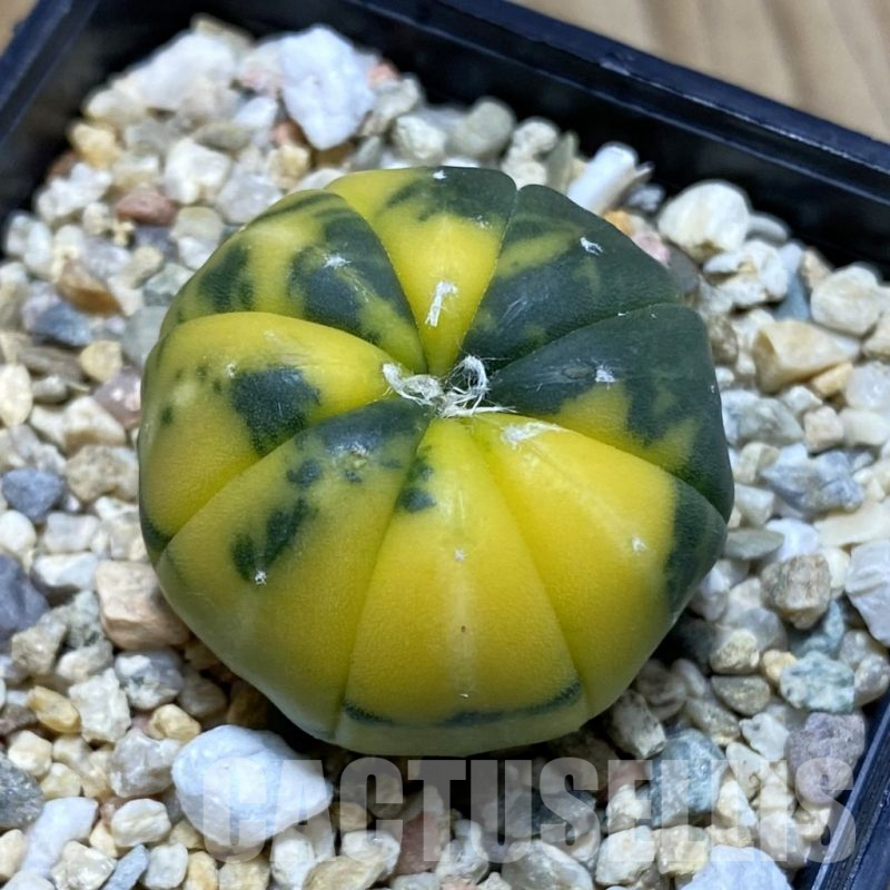 SH3855 Astrophytum asterias f. variegata