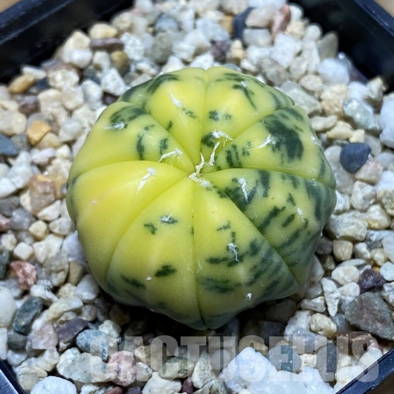 SH3857 Astrophytum asterias f. variegata