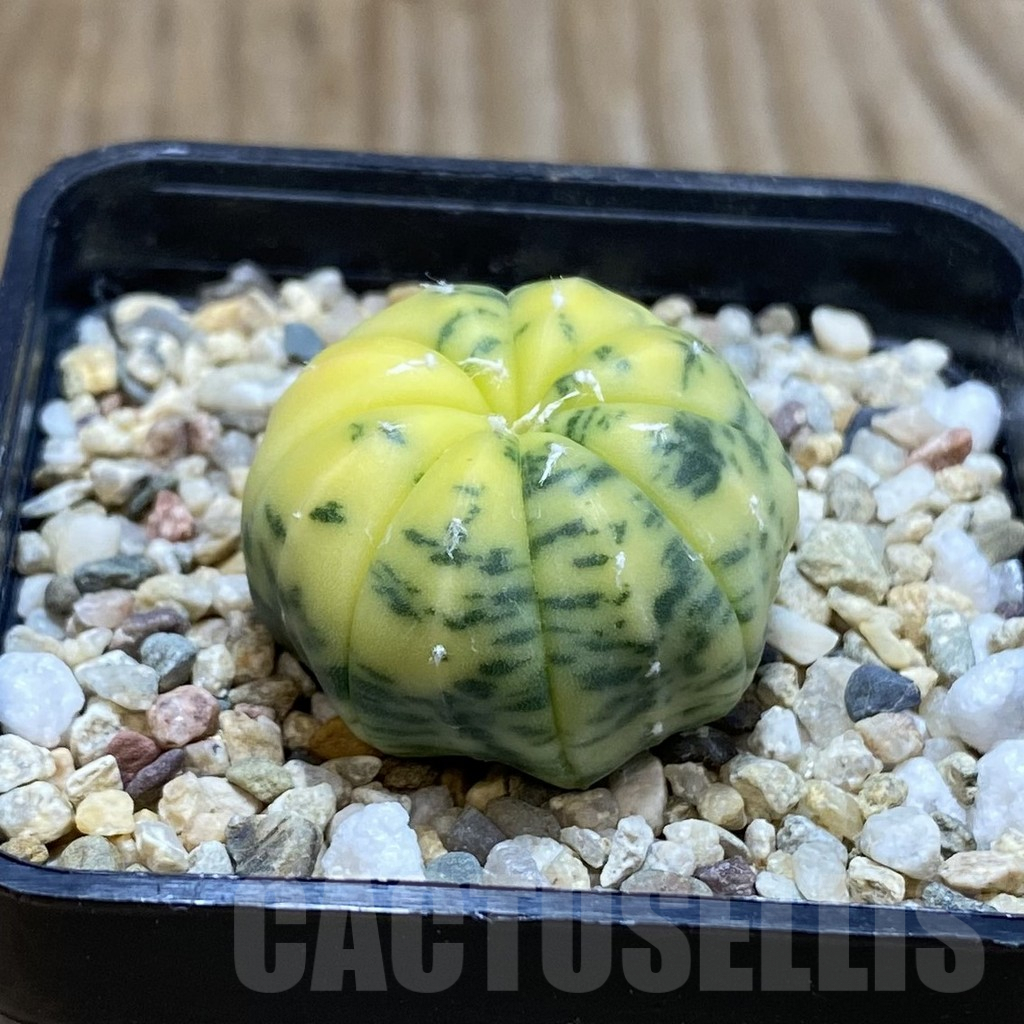 SH3857 Astrophytum asterias f. variegata - Imagen 2
