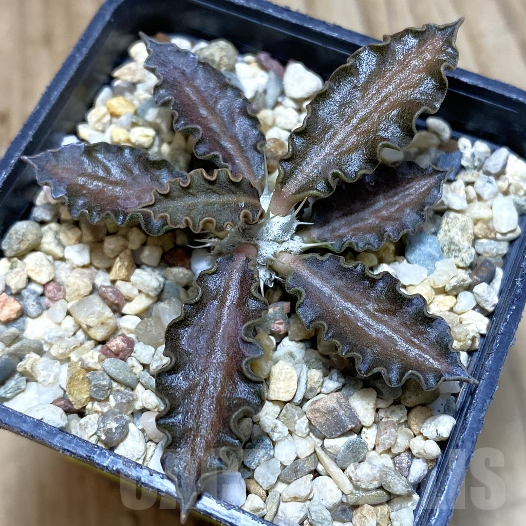 SH3799 Euphorbia tulearensis hybrid