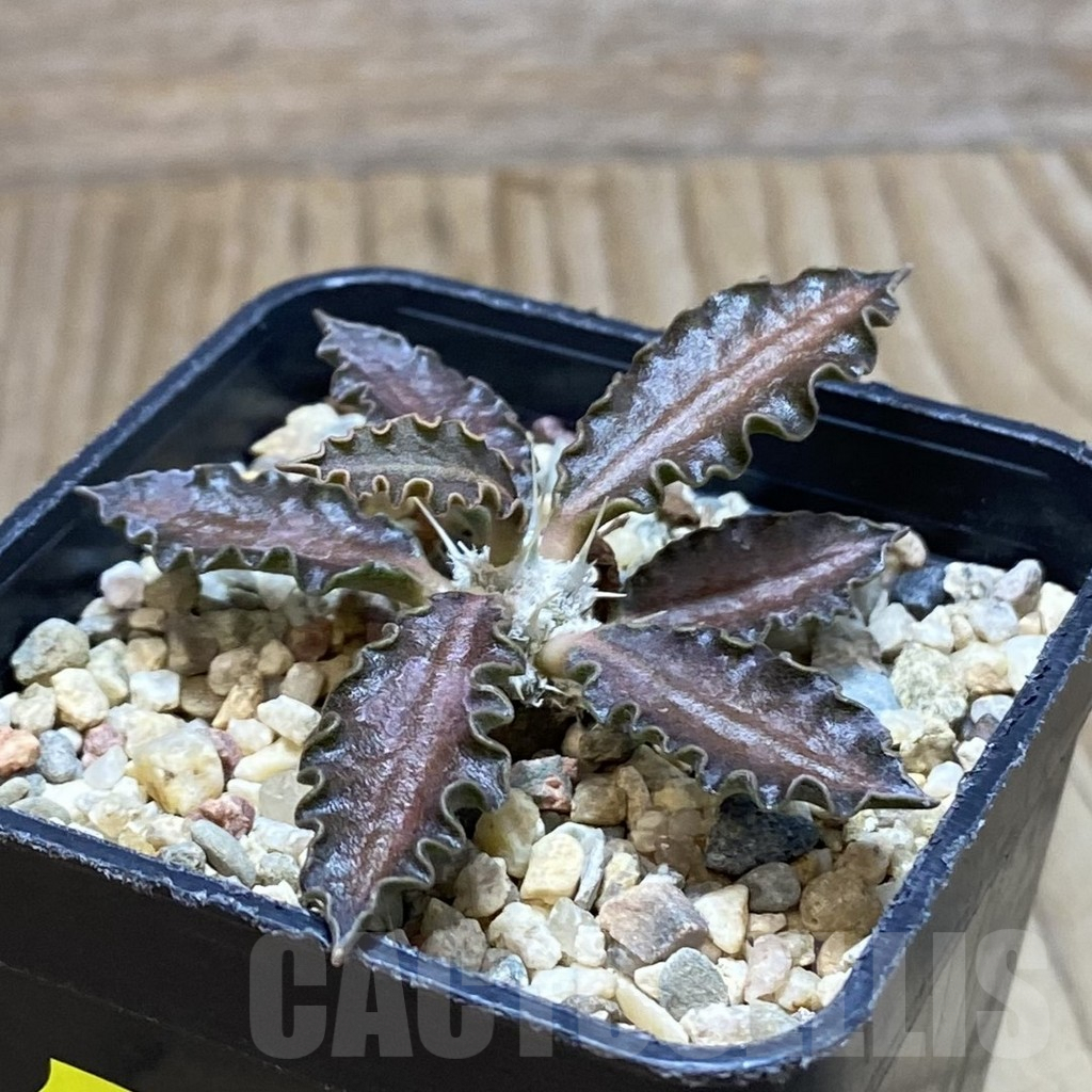 SH3799 Euphorbia tulearensis hybrid - Image 2