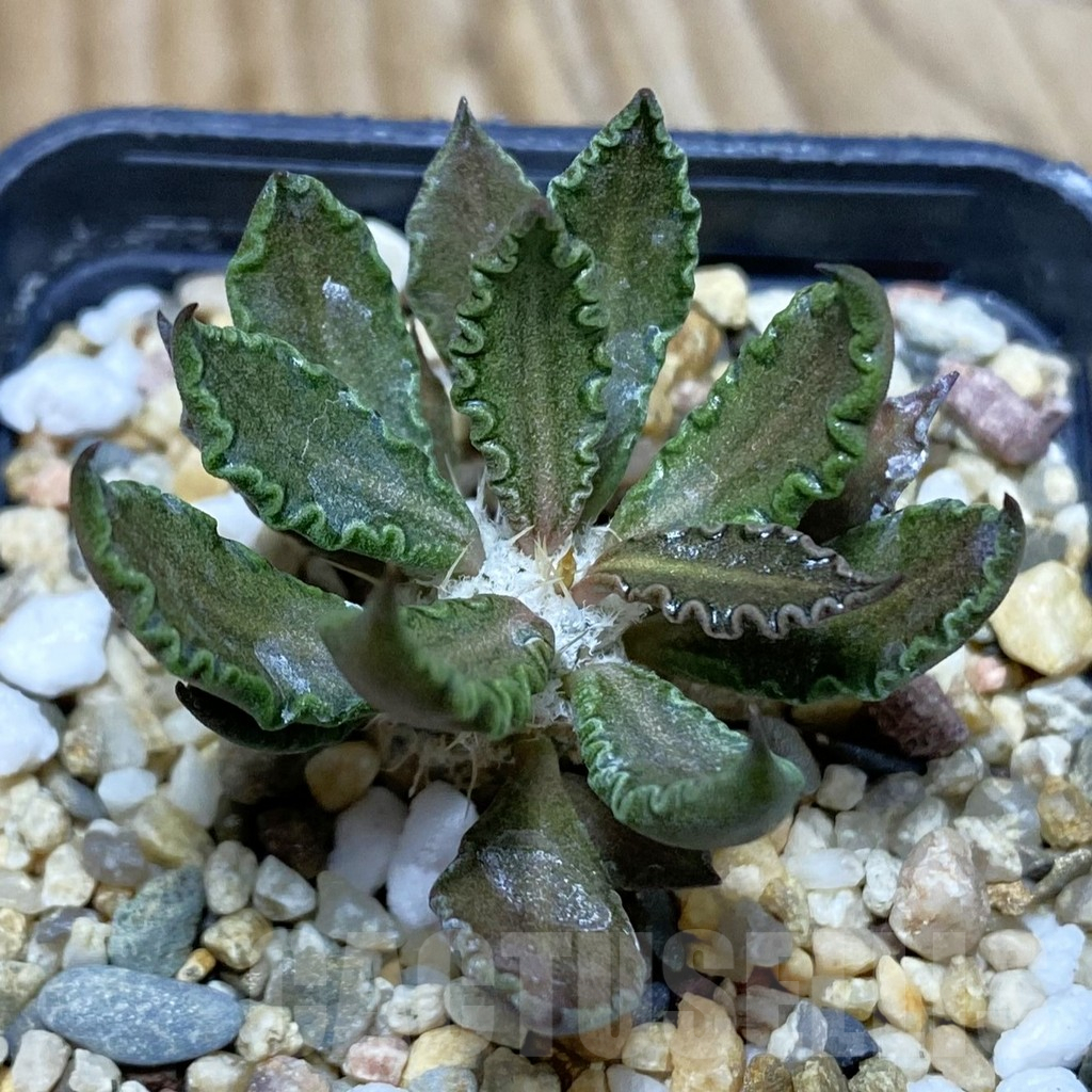 SH3801 Euphorbia tulearensis