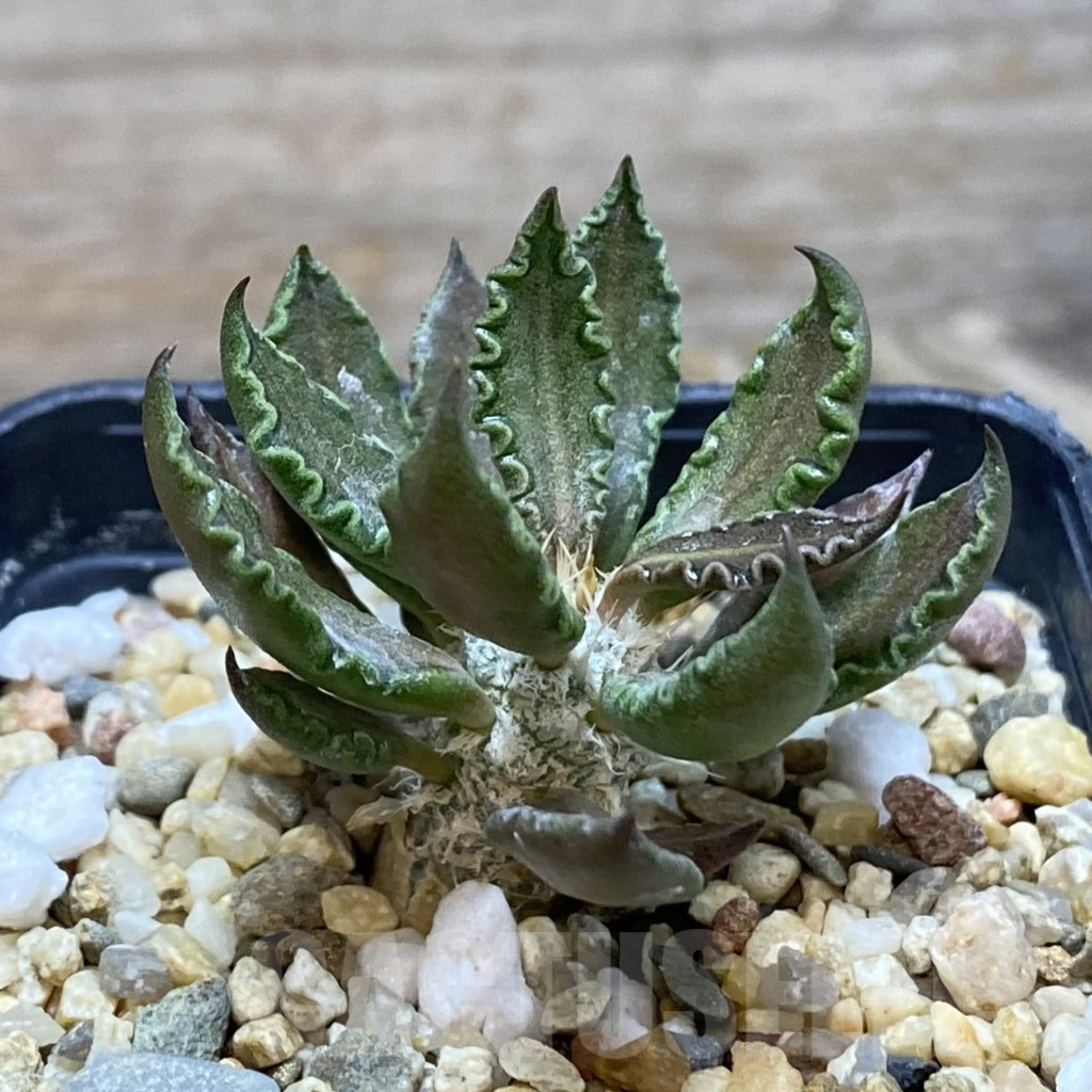 SH3801 Euphorbia tulearensis - Image 2