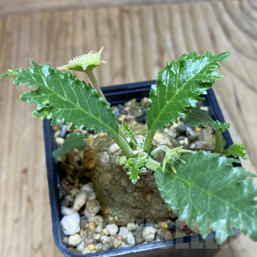 SH3803 Dorstenia horwoodii - 画像 (2)