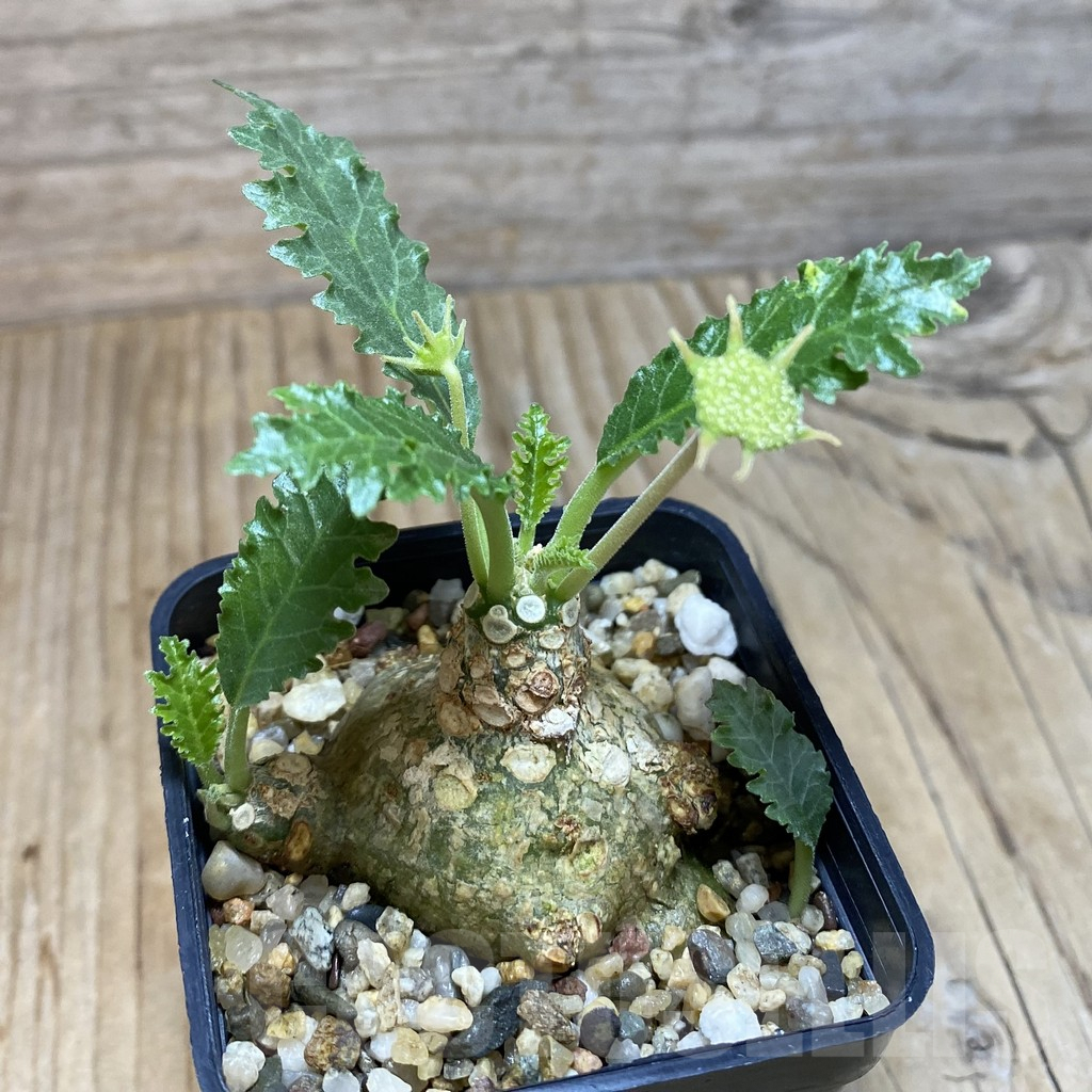 SH3803 Dorstenia horwoodii - 画像 (3)