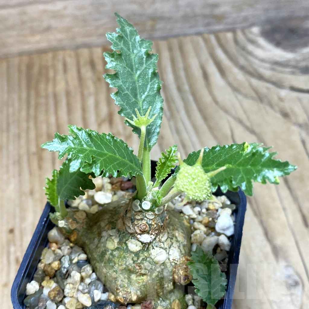 SH3803 Dorstenia horwoodii