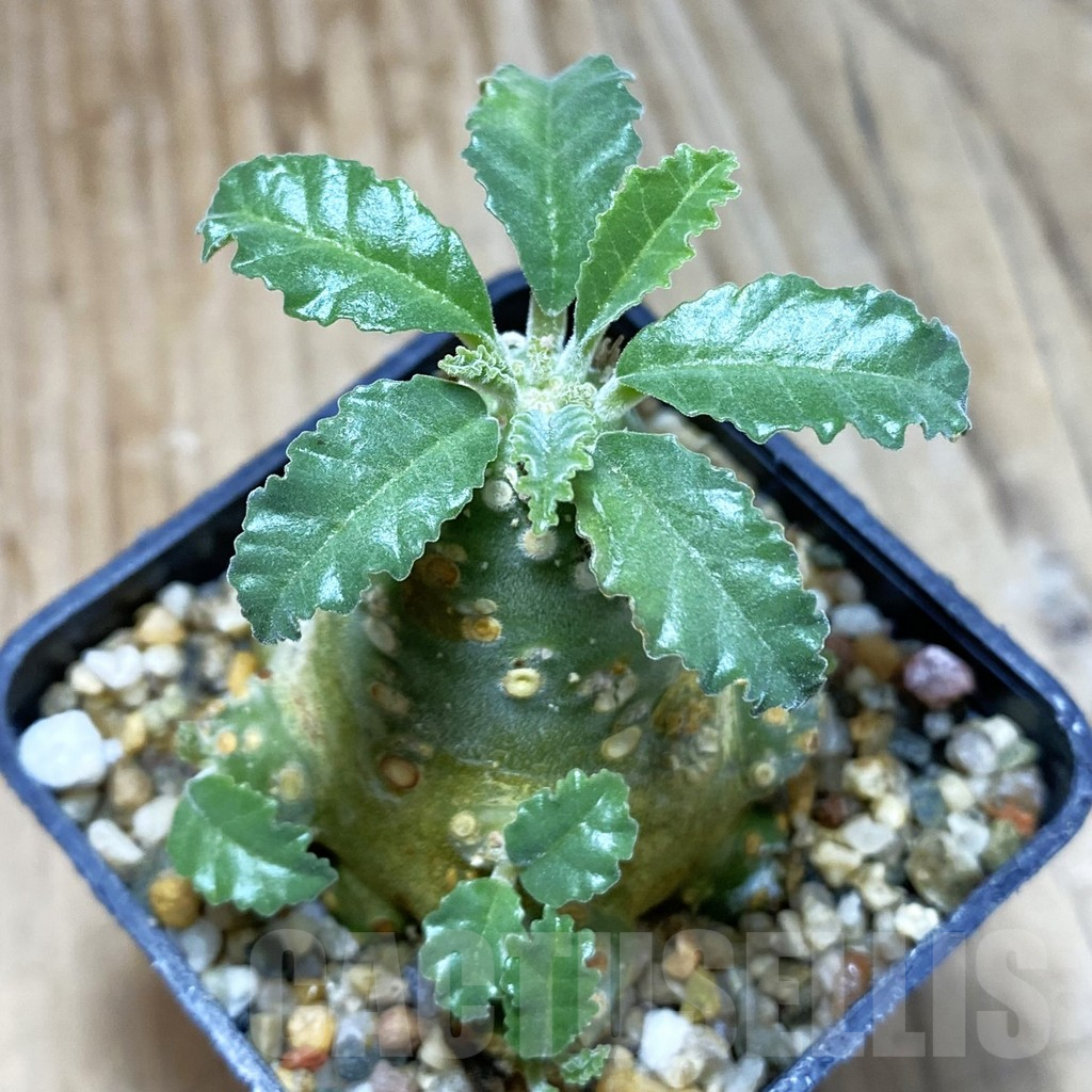 SH3804 Dorstenia lavrani