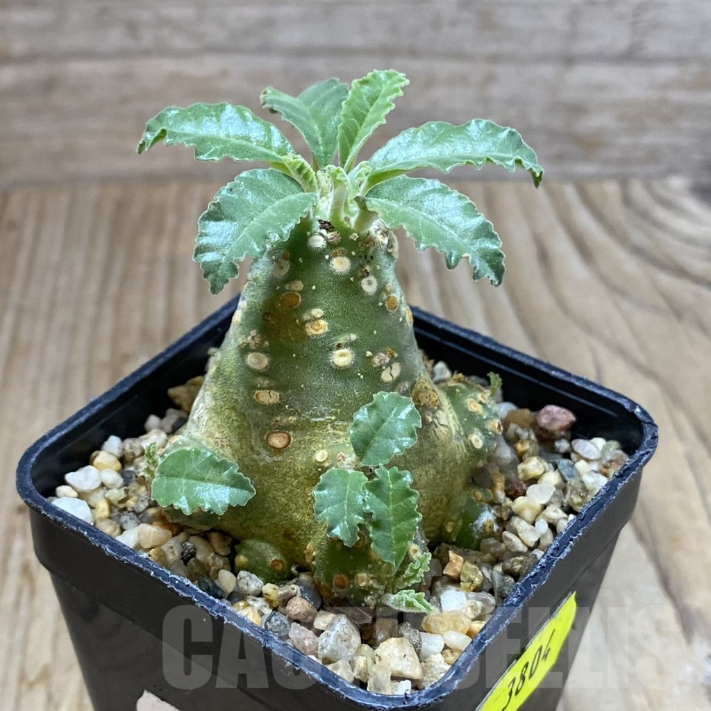 SH3804 Dorstenia lavrani - Image 2