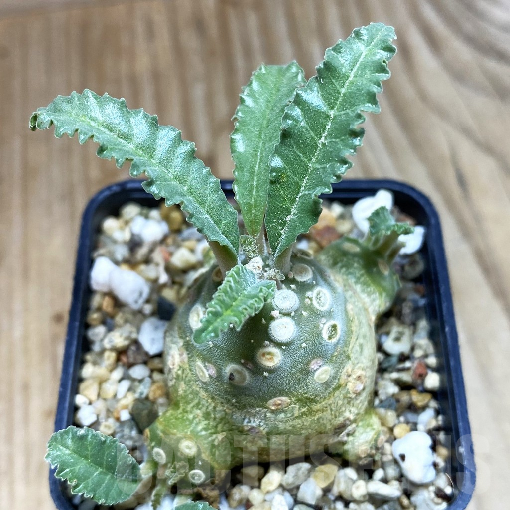 SH3805 Dorstenia lavrani