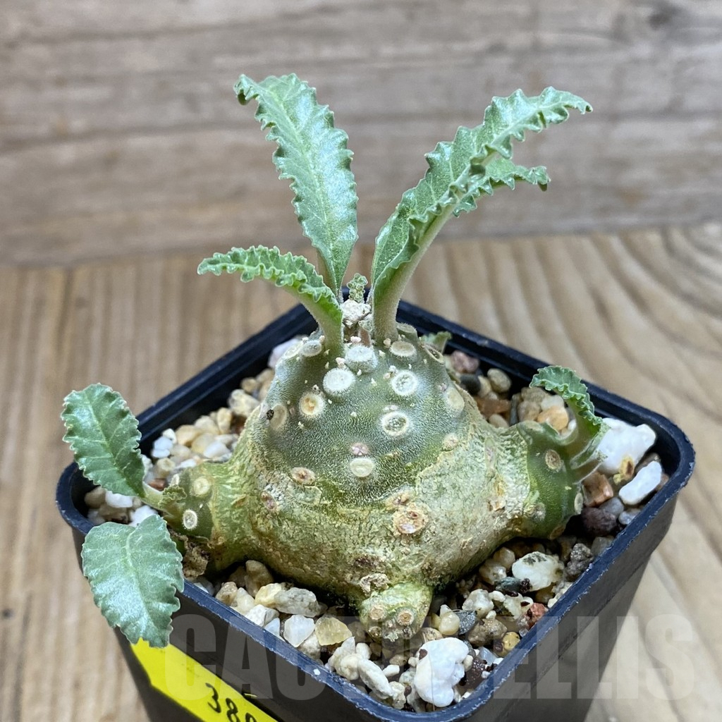 SH3805 Dorstenia lavrani - immagine 2