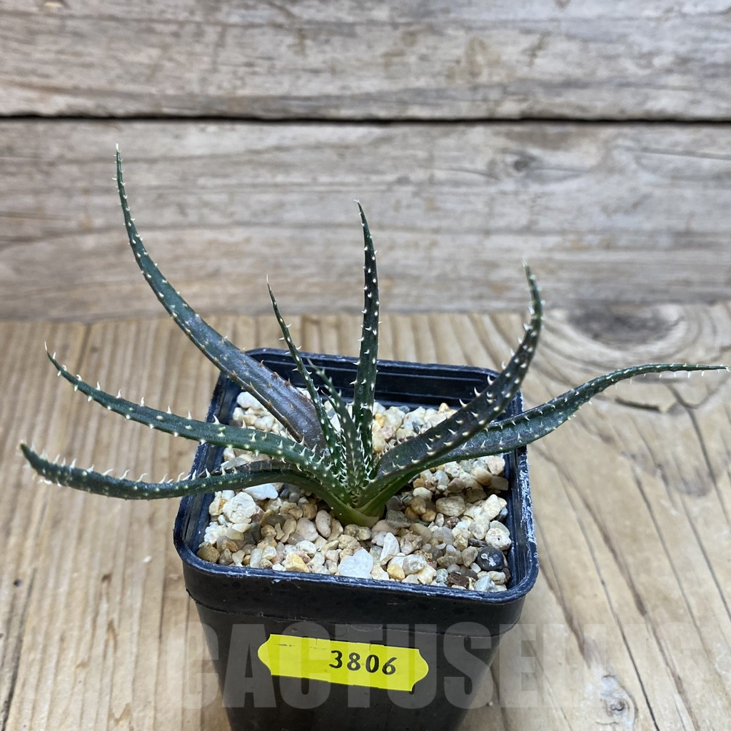 SH3806 Aloe florenceae - Image 2