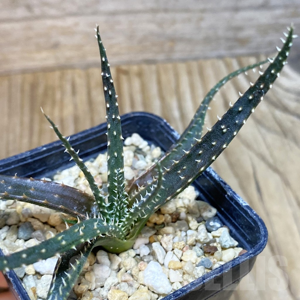 SH3806 Aloe florenceae