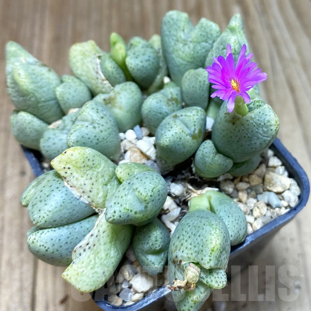 SH3807 Conophytum ernianum - Image 2