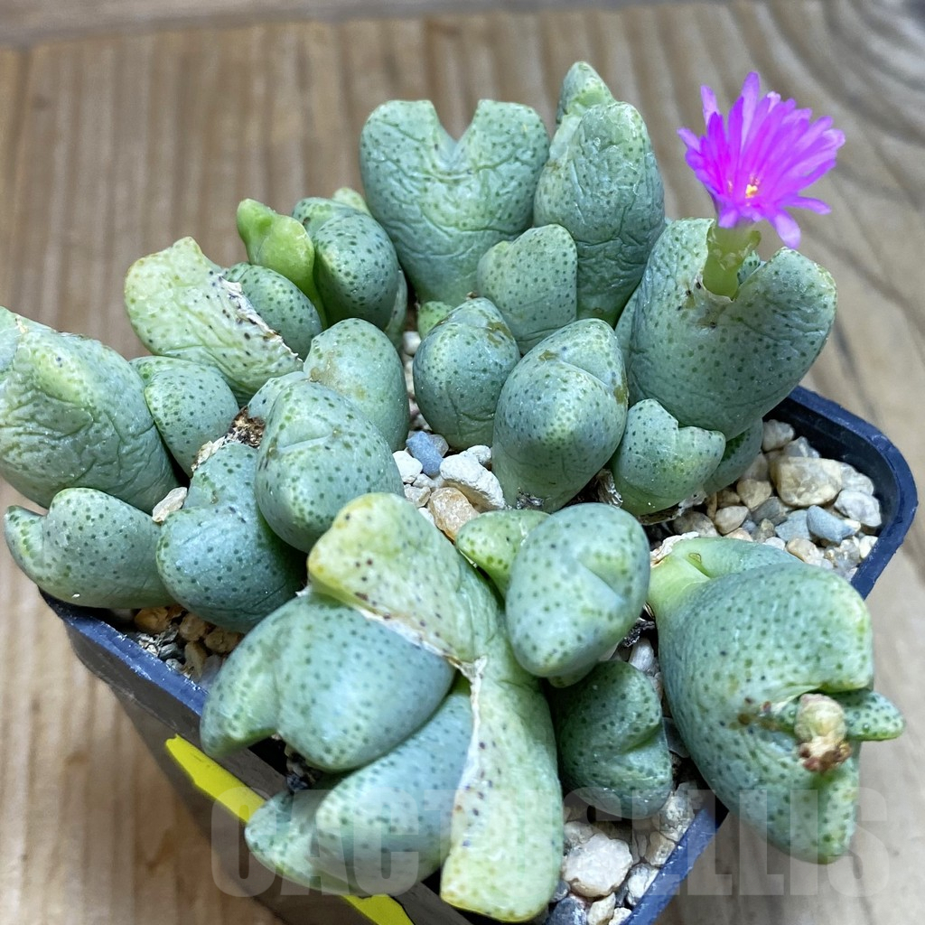 SH3807 Conophytum ernianum