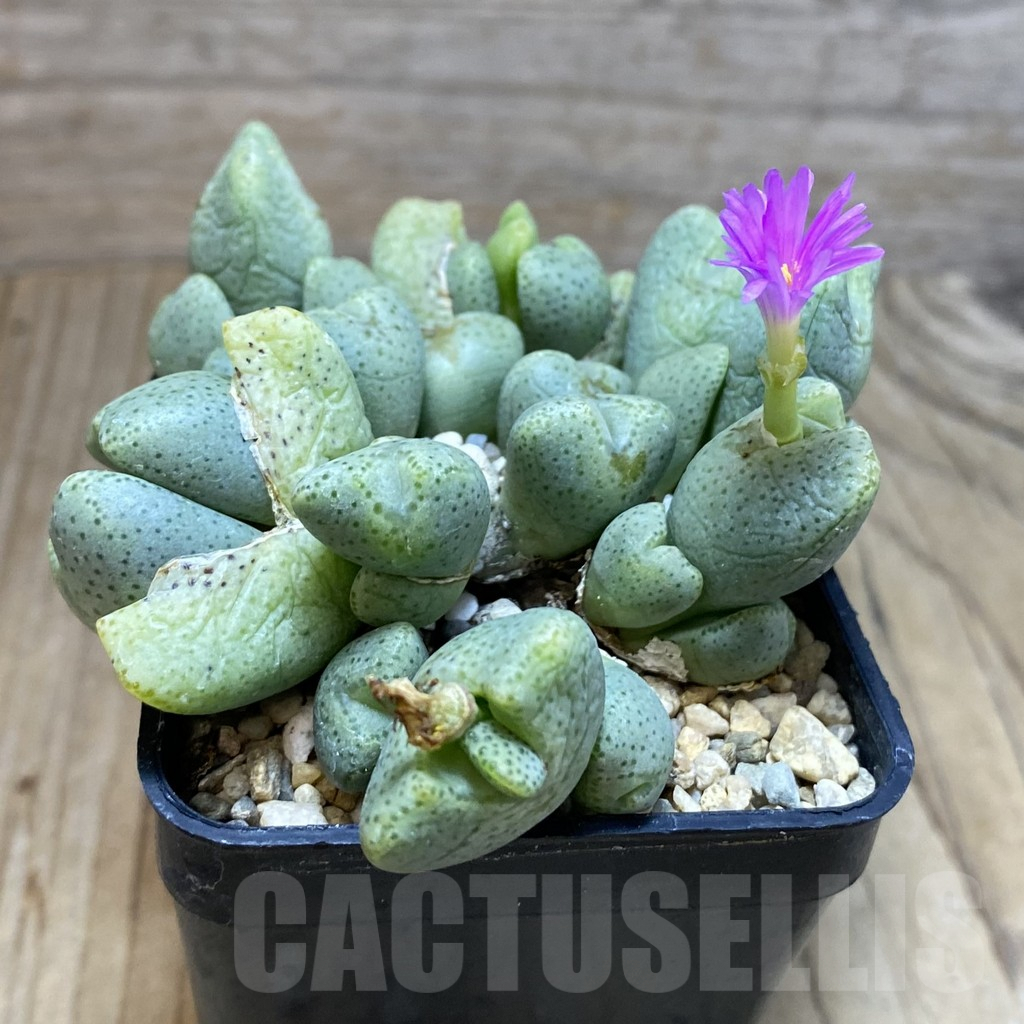 SH3807 Conophytum ernianum - Image 3