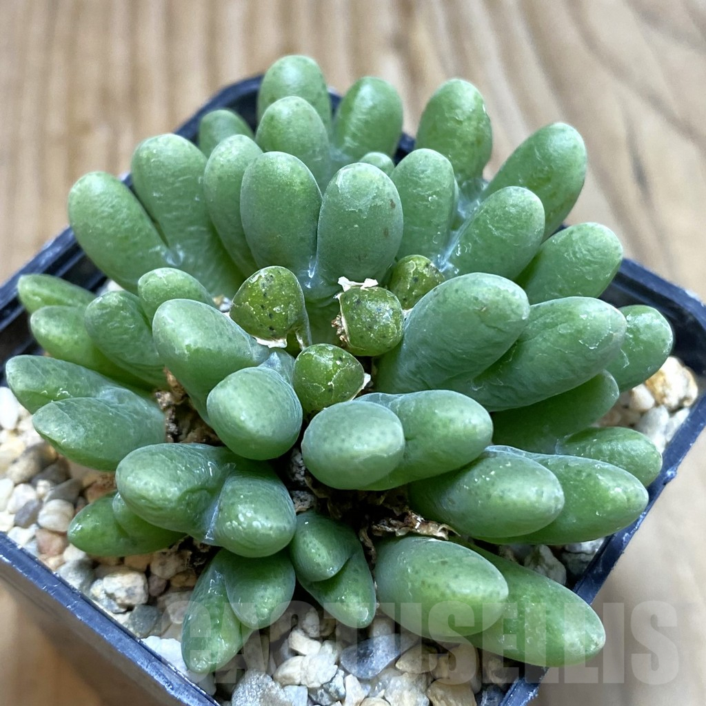 SH3808 Conophytum blandum BH21967