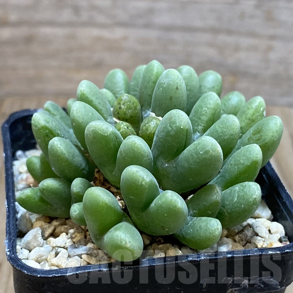 SH3808 Conophytum blandum BH21967 - Image 2