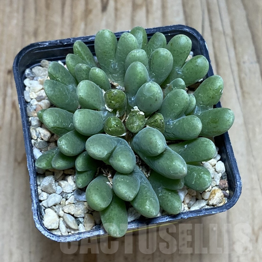 SH3808 Conophytum blandum BH21967 - Image 3