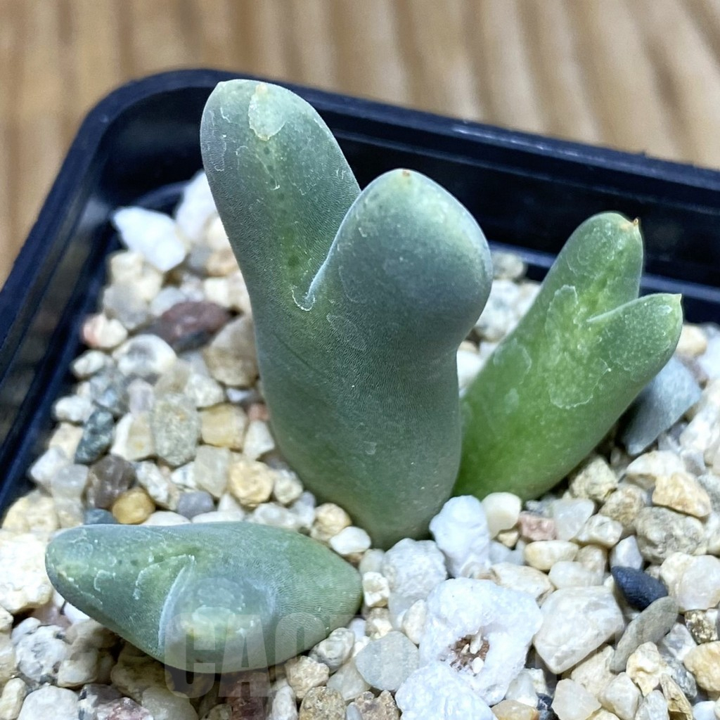 SH3809 Conophytum quaesitum v. rostratum EVJ 8841