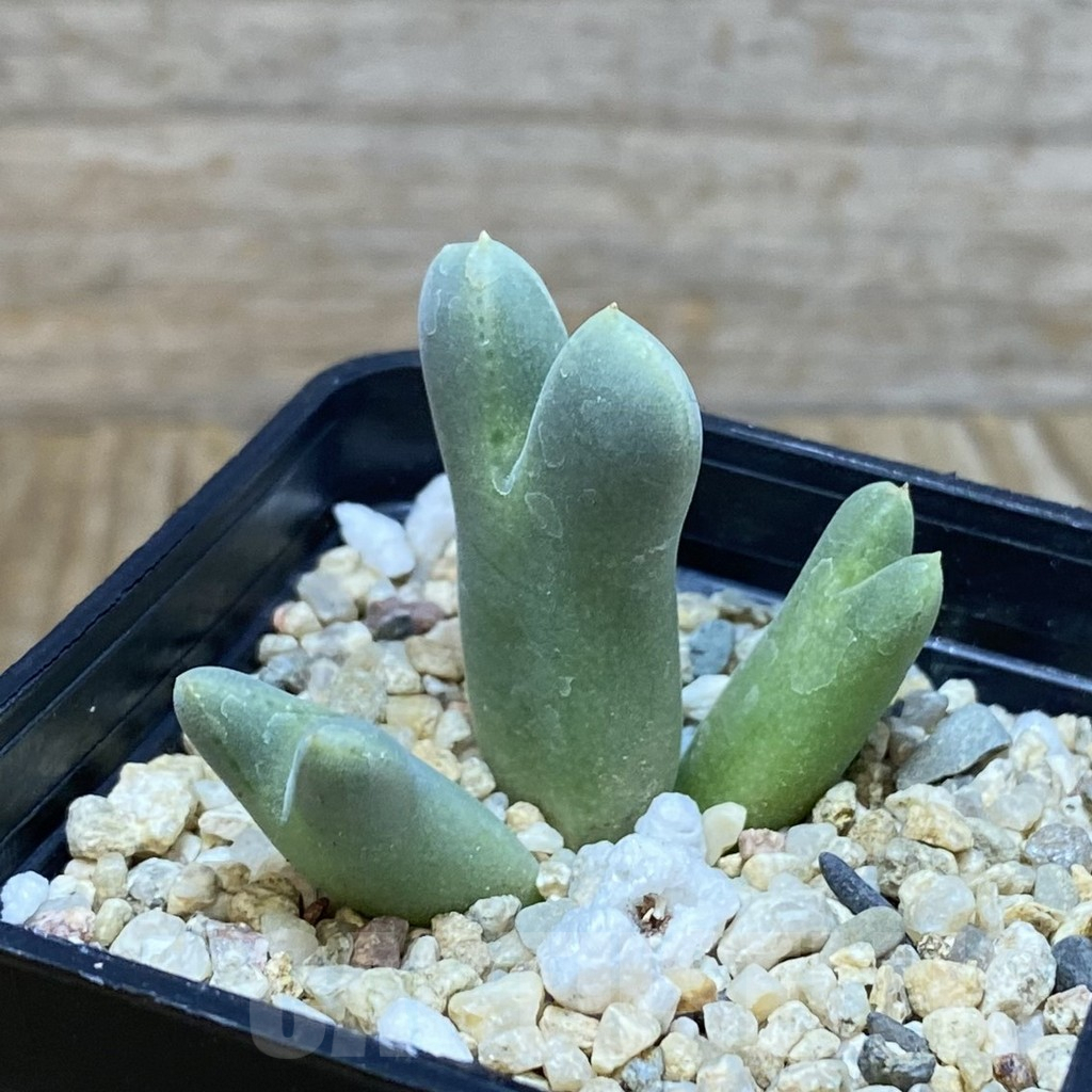 SH3809 Conophytum quaesitum v. rostratum EVJ 8841 - Imagen 2
