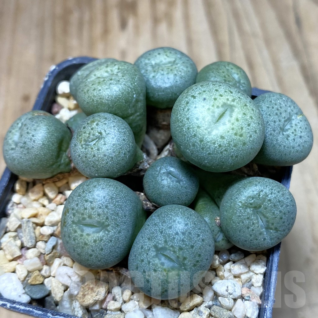 SH3810 Conophytum flavum