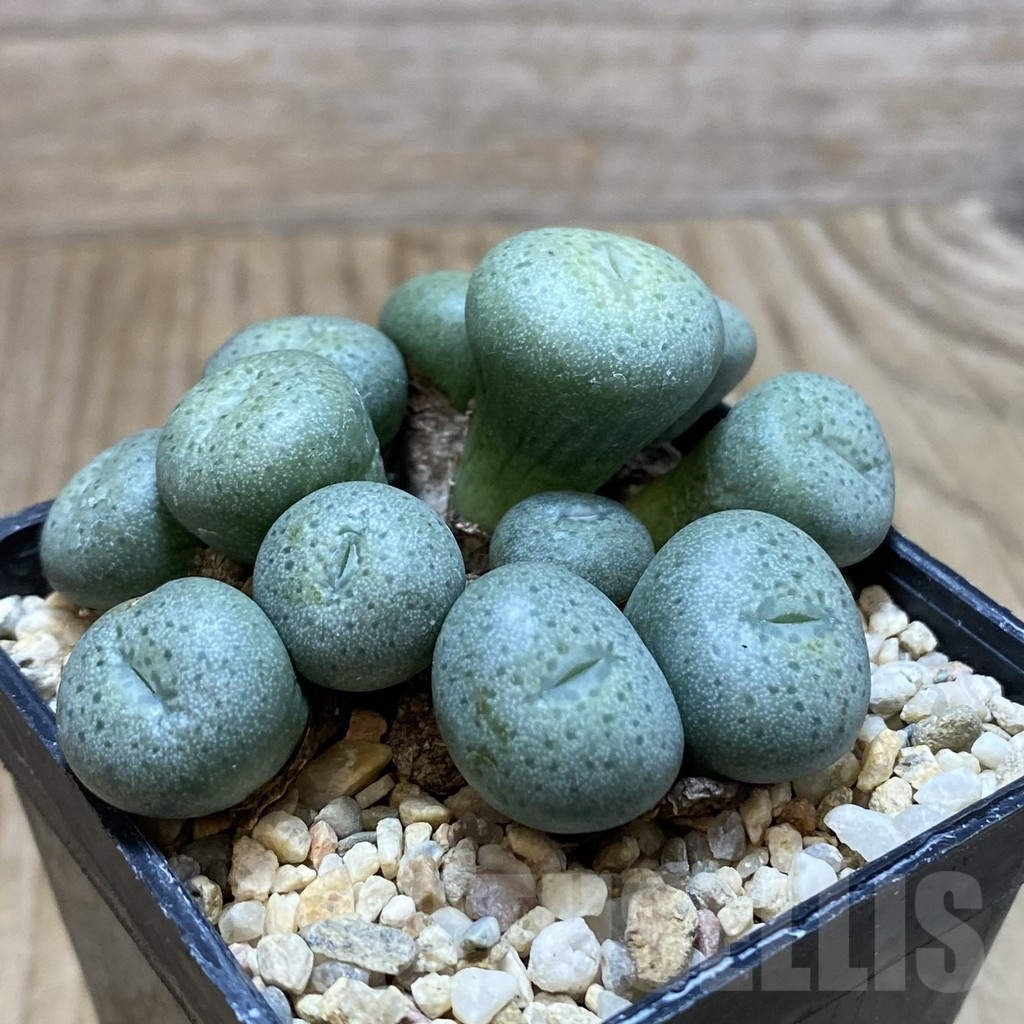 SH3810 Conophytum flavum - Imagen 2