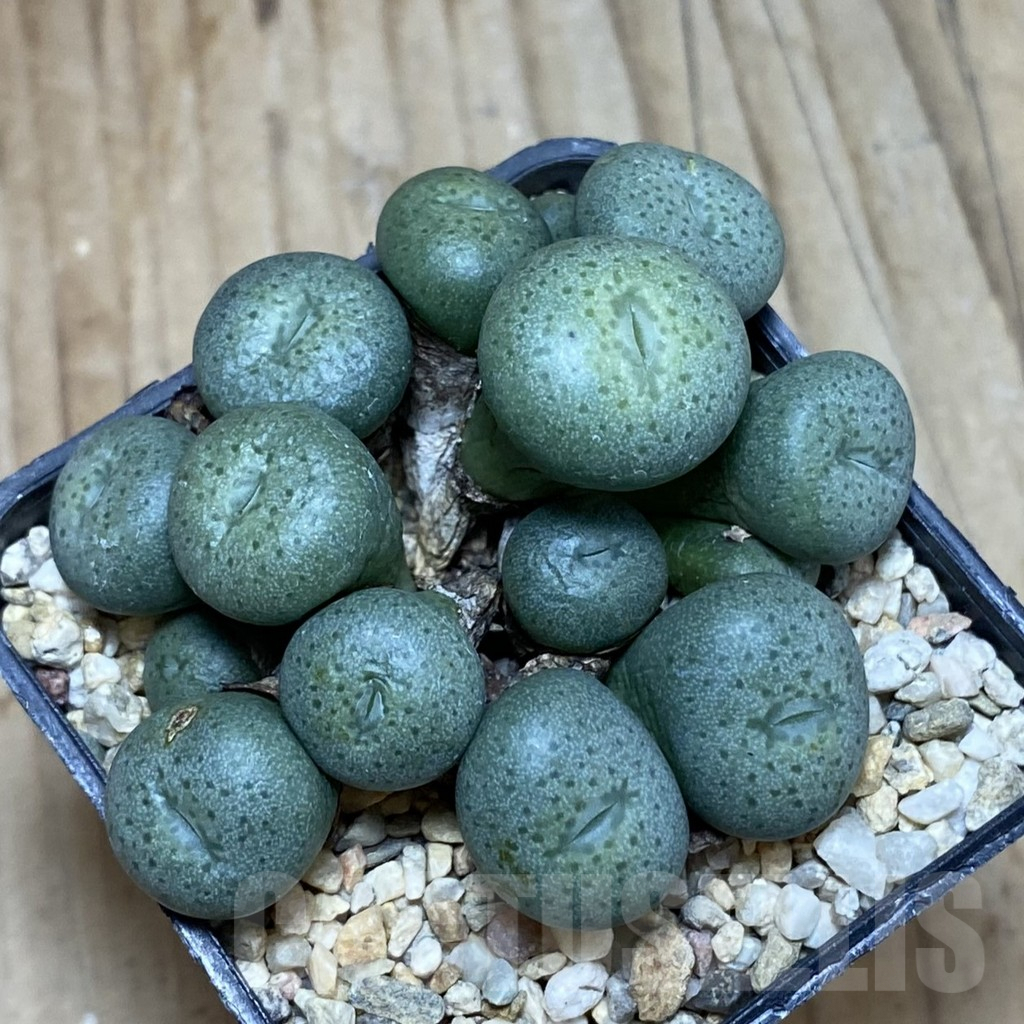SH3810 Conophytum flavum - Imagen 3