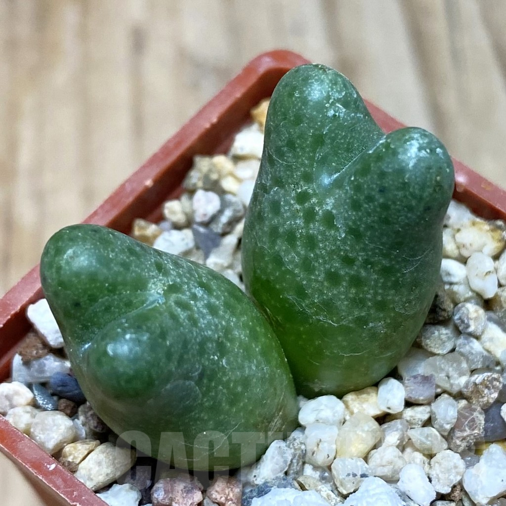 SH3811 Conophytum marginatum ssp. haramoepense