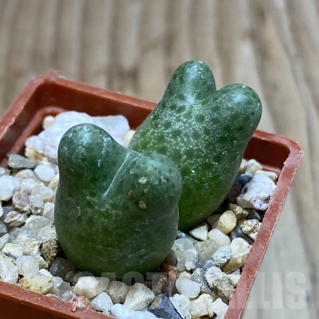 SH3811 Conophytum marginatum ssp. haramoepense - Зображення 2