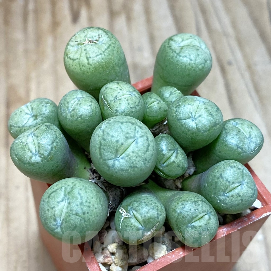 SH3815 Conophytum truncatum PV1073