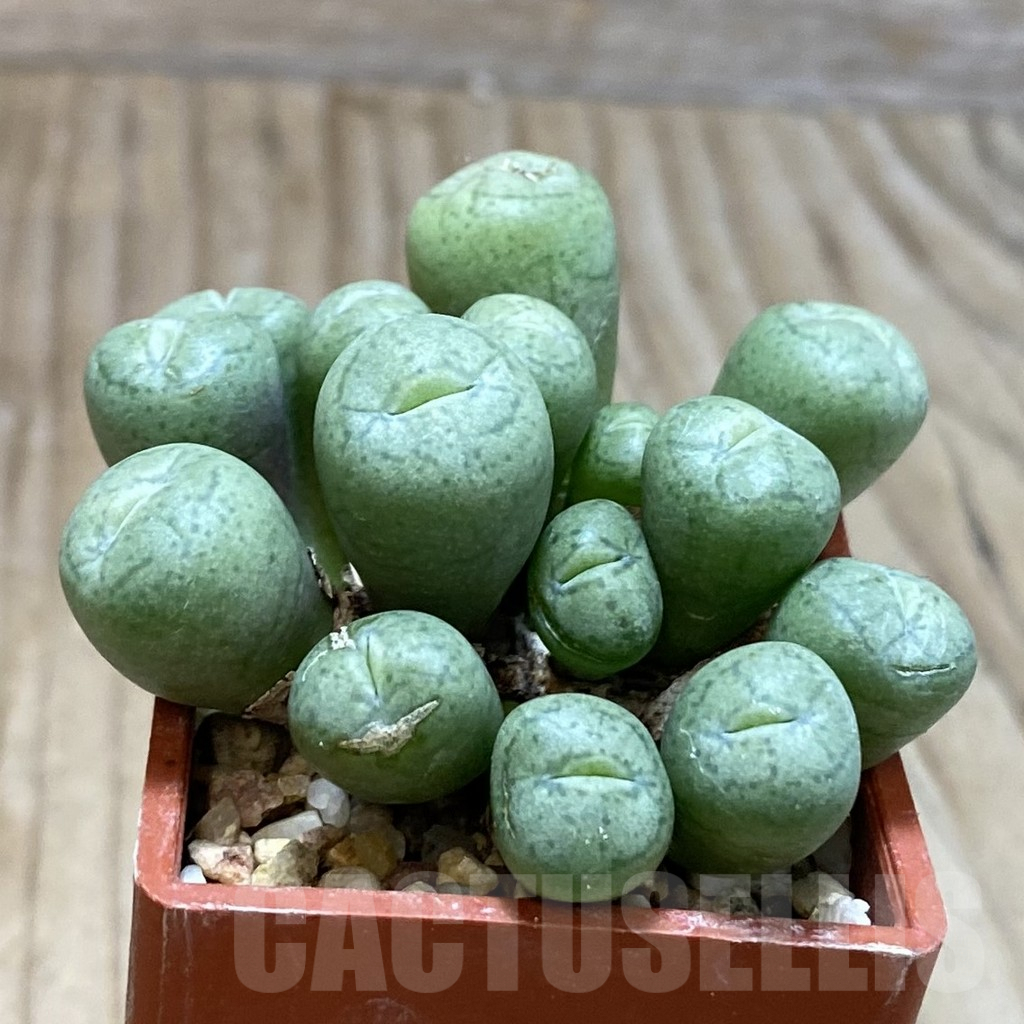 SH3815 Conophytum truncatum PV1073 - Зображення 2