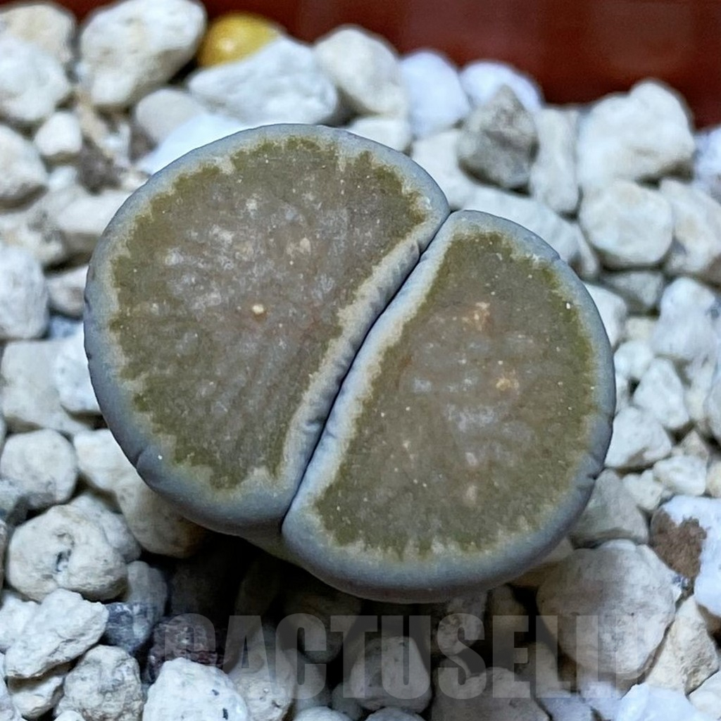 SH3817 Lithops julii ‘Kikushogiyoku’ hybrid